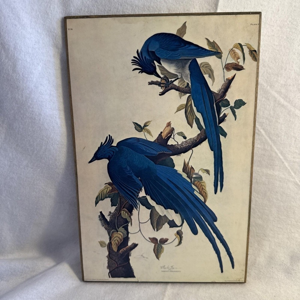 Vintage Audubon Columbia Jay Art Print Plate 96 No 20 Mounted on Board 7.5x11.5"